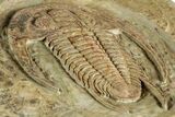 Early Cambrian Trilobite (Perrector) - Tazemmourt, Morocco #350855-5